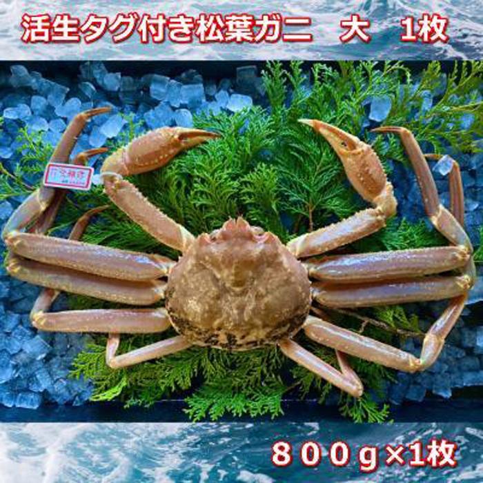 松葉ガニ 【ふるさと納税】【先行予約】活きタグ付き松葉ガニ　大　1枚　800～940g前後MK5 | 蟹 魚介類 水産 食品 人気 おすすめ 送料無料