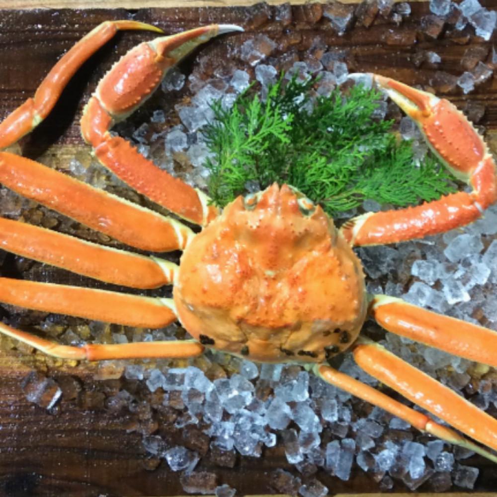 【ふるさと納税】【先行予約】【魚倉】足1本なしボイル松葉ガニ(並500g)訳あり | 蟹 魚介類 水産 食品 人気 おすすめ 送料無料