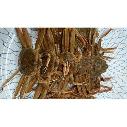 【先行予約】ボイル 親ガニ カニ酢付き （ 5 ～ 6枚 ） | 蟹 魚介類 水産 食品 人気 おすすめ 送料無料