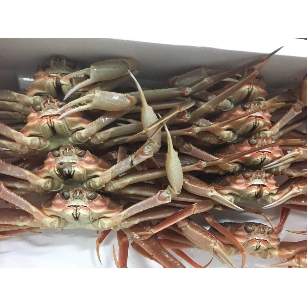 【ふるさと納税】【先行予約】【魚倉】松葉がに 生 おまかせセット 3kg訳あり | 蟹 魚介類 水産 食品 人気 おすすめ 送料無料
