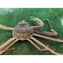 【ふるさと納税】【先行予約】【魚倉】生若松葉ガニ 4尾分(足1〜2本なし含む) | 国産 訳あり ズワイガニ 松葉ガニ カニ 蟹 かに 生 カニ鍋 かに鍋 鍋 ...