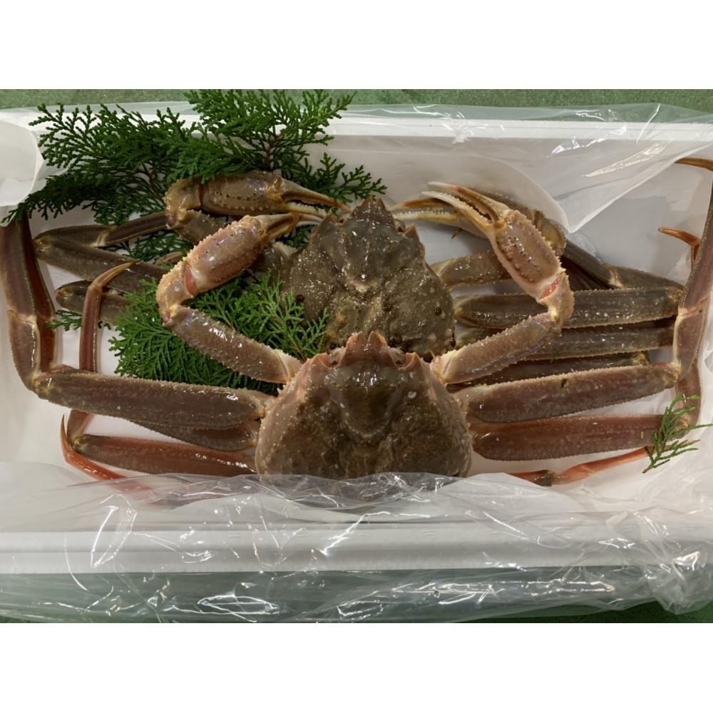 【ふるさと納税】【魚倉】訳あり生松葉ガニ2枚セット | 国産 訳あり ズワイガニ 松葉ガニ カニ 蟹 かに 生 カニ鍋 かに鍋 鍋 かにしゃぶ かにみそ 期間限...