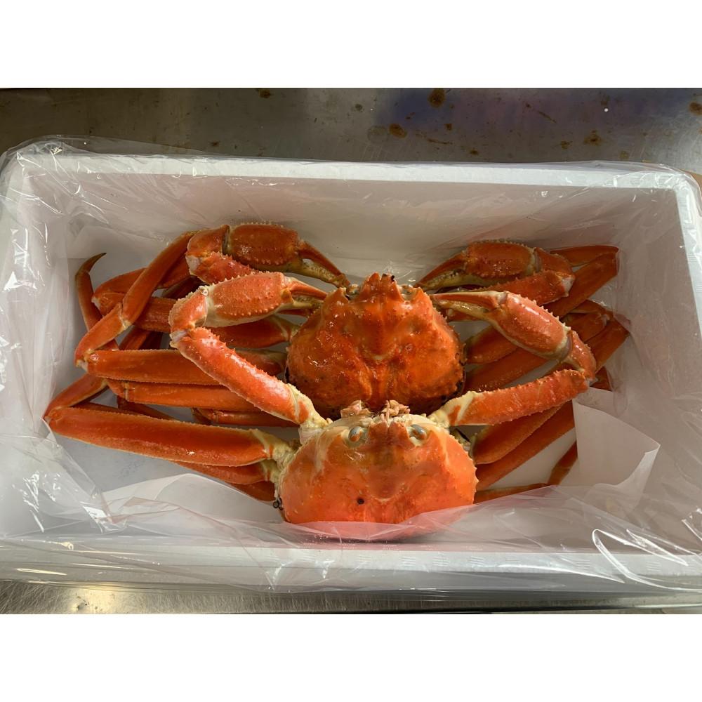 【ふるさと納税】【魚倉】訳ありボイル松葉ガニ2枚セット | 国産 訳あり ズワイガニ 松葉ガニ カニ 蟹 かに ボイル カニ鍋 かに鍋 鍋 かにしゃぶ かにみそ...