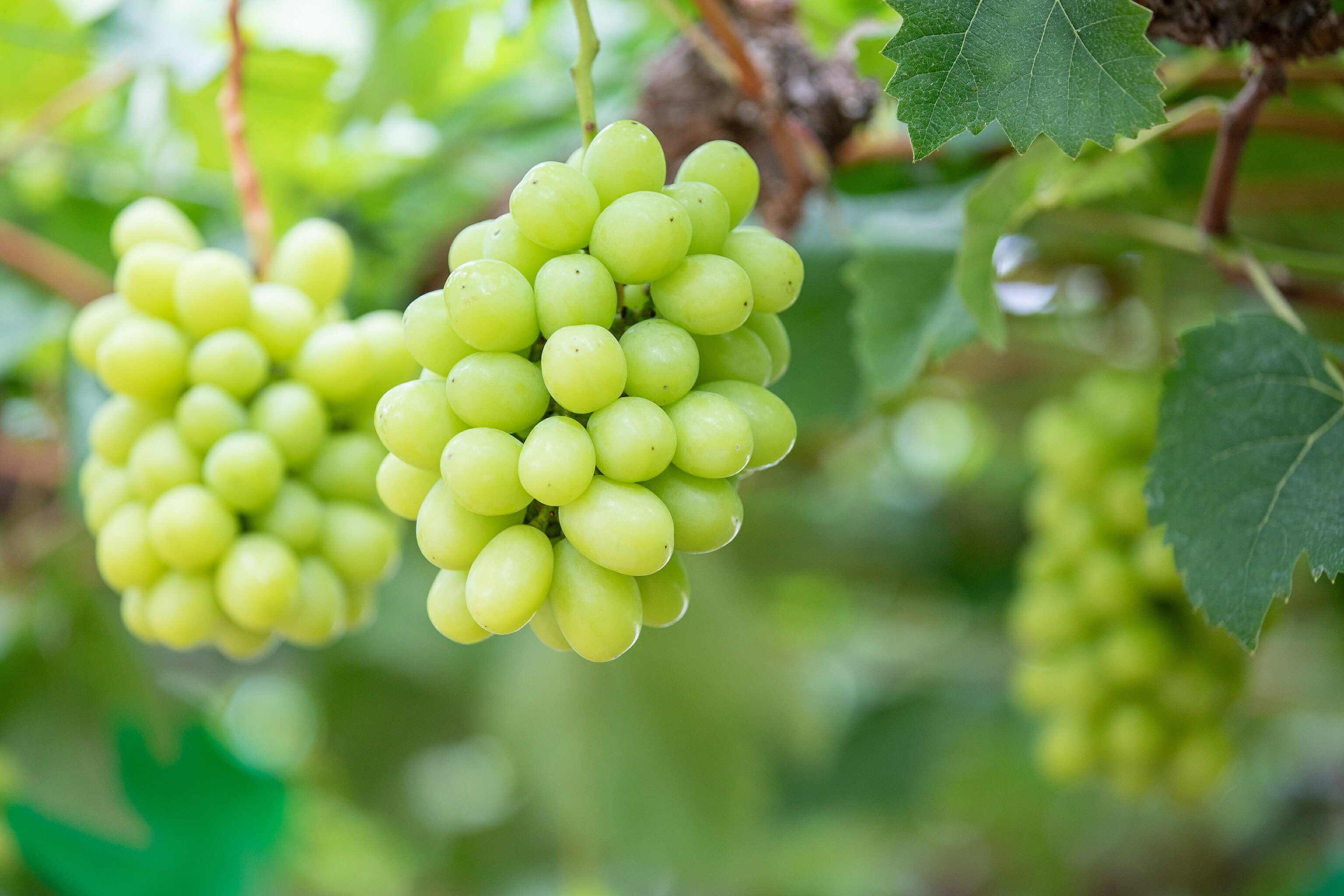 【ふるさと納税】潮騒熟成ハワイ種なしシャインマスカット3～5房のサムネイル