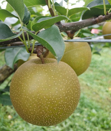 三ツ田農園 新甘泉3kg〔ご家庭用〕