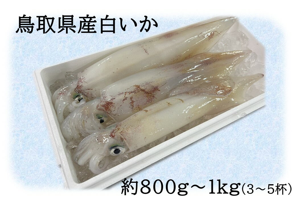 鳥取県産白いか 800g〜1kg