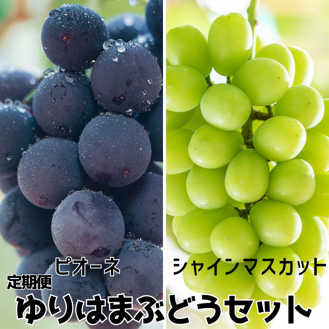 【ふるさと納税】ゆりはまぶどうセット