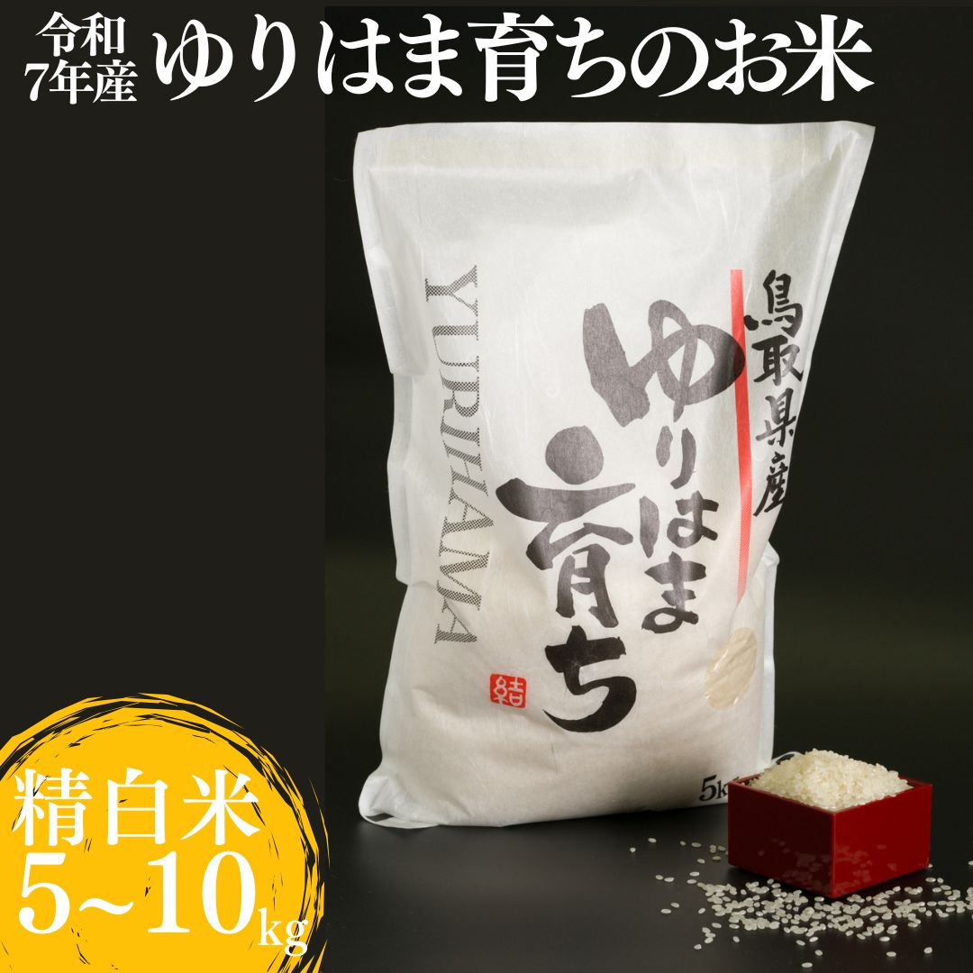 コシヒカリ お米 白米 精白米 精米 5kg 10kg 令和7年産 | ゆりはま育ち こしひかり 新米