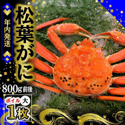 【先行予約】松葉ガニ（ボイル）大1枚　約800g【年内配送】※着日指定不可※北海道、沖縄、一部離島への配送不可《ずわいがに　かに　カニ　蟹》 | 蟹 魚介類 水産 食品 人気 おすすめ 送料無料