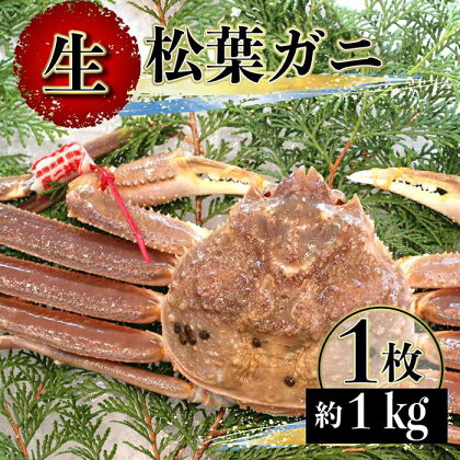 【先行予約】（タグ付き）松葉がに（生なま） 1枚（約1kg）【年明け配送】※着日指定不可※北海道、沖縄、一部離島への配送不可《ずわいがに　かに　カニ　蟹　正体》 | 蟹 魚介類 水産 食品 人気 おすすめ 送料無料