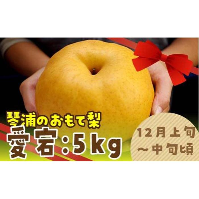 数量限定 鳥取県産梨 愛宕(あたご) 5kg(5〜6玉) | フルーツ 果物 くだもの 食品 人気 おすすめ 送料無料