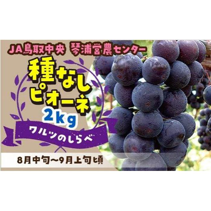 数量限定 ピオーネ 種なし 2kg | フルーツ 果物 くだもの 食品 人気 おすすめ 送料無料