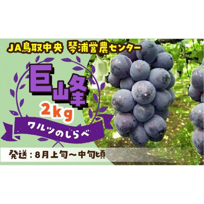 数量限定 鳥取県産ぶどう 巨峰 種なし 2kg | フルーツ 果物 くだもの 食品 人気 おすすめ 送料無料