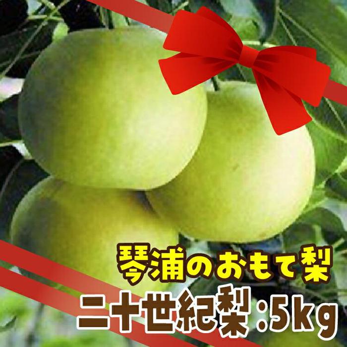 【ふるさと納税】数量限定 鳥取県産梨 二十世紀梨 5kg（1