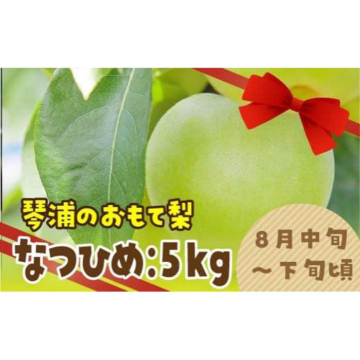 数量限定 鳥取県産梨 なつひめ 5kg(12〜14玉) | フルーツ 果物 くだもの 食品 人気 おすすめ 送料無料