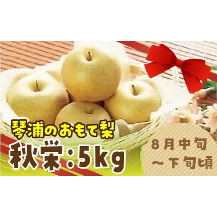 数量限定 鳥取県産梨 秋栄(あきばえ) 5kg(12〜16玉) | フルーツ 果物 くだもの 食品 人気 おすすめ 送料無料