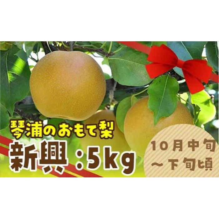 数量限定 鳥取県産梨 新興(しんこう) 5kg(10〜12玉) | フルーツ 果物 くだもの 食品 人気 おすすめ 送料無料