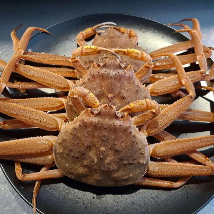 【ふるさと納税】生セコガニ5枚（1枚200g） | 蟹 魚介類 水産 食品 人気 おすすめ 送料無料