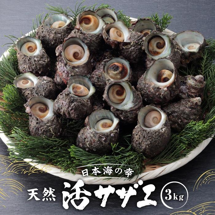 活サザエ3kg(1個100g以上) | 魚介類 水産 食品 人気 おすすめ 送料無料