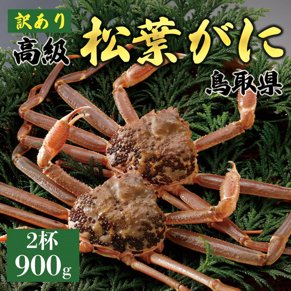 【ふるさと納税】【2025年11月発送】特撰 松葉がに(なま)【訳あり】900g超の大きいサイズ 食べ応えあり 特大2杯