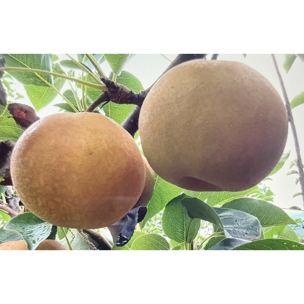 【ふるさと納税】鳥取県産 梨 新甘泉 約5kg （10～18玉） 数量限定 訳あり | 鳥取県産 訳あり 梨 新甘泉 しんかんせん 和梨 数量限定 先行予約 カロリー なし 果物 フルーツ くだもの 栄養 効能 ビタミン おすすめ 人気 送料無料 鳥取県 琴浦町のサムネイル