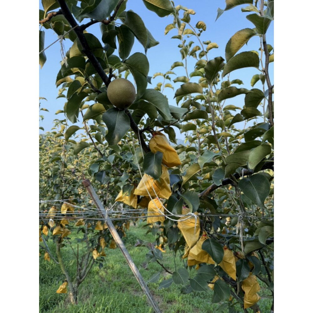鳥取県琴浦町の画像2