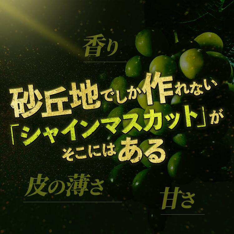 【ふるさと納税】【定期便】選べる回数！2回または4回 定期便 オアシス・プレミアム・シャイン 2kg （鳥取砂丘地栽培）シャインマスカット 種なし 葡萄 ぶどう 産地直送 フルーツ 果物 甘い 人気 ※離島への配送不可※2024年9月頃から順次発送予定