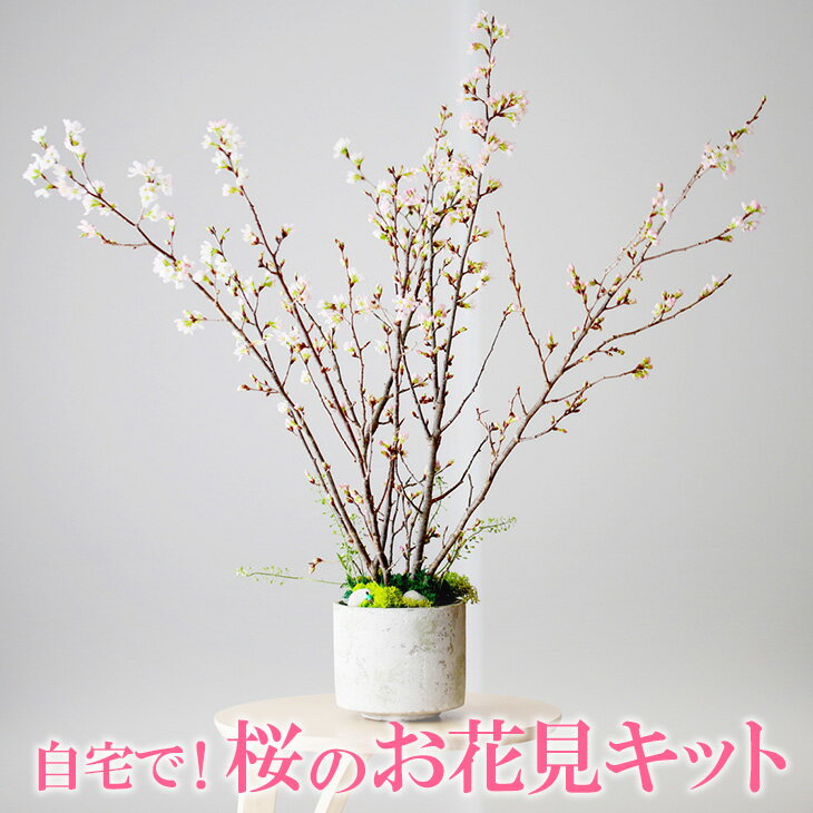 2位! 口コミ数「0件」評価「0」お花見体験を楽しめる 自宅で！桜のお花見キット※着日指定不可※北海道・沖縄・離島への配送不可※2025年2月上旬～3月下旬頃に順次発送予定