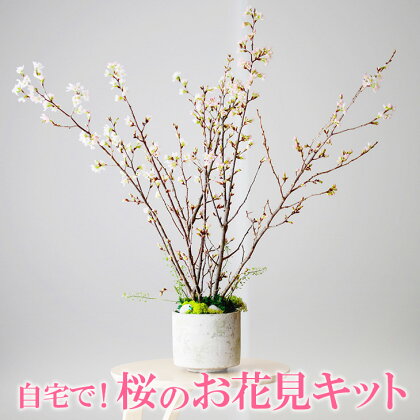 お花見体験を楽しめる 自宅で！桜のお花見キット※着日指定不可※北海道・沖縄・離島への配送不可※2025年2月上旬～3月下旬頃に順次発送予定