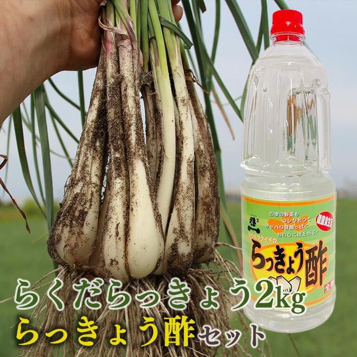 【ふるさと納税】327.【先行予約】朝堀りらくだらっきょうと老舗のらっきょう酢セット ※5月中旬〜6月下旬頃に順次発送予定 | らっきょ らっきょう 漬物 鳥取...