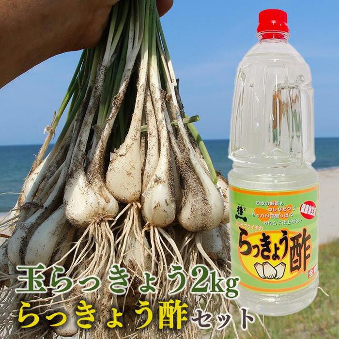 【ふるさと納税】328.【先行予約】朝堀り玉らっきょうと老舗のらっきょう酢セット ※5月中旬〜6月下旬頃に順次発送予定 | らっきょ らっきょう 漬物 鳥取県 ...