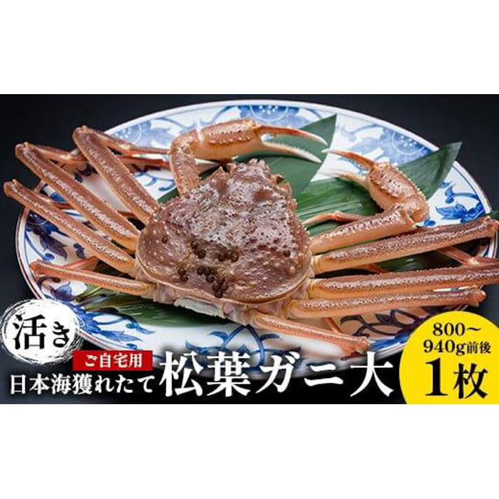 【ふるさと納税】113.【活き】訳あり ご自宅用 日本海獲れたて 松葉ガニ 大 800〜940g前後 1枚 ※2025年11月上旬〜2026年3月上旬頃に順次発...