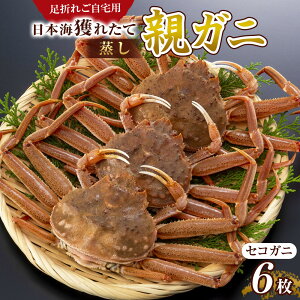 【ふるさと納税】120.【先行予約】【活き】訳あり 足折れ ご自宅用 日本海獲れたて親ガニ(セコガニ)6枚 ※2025年11月上旬~12月下旬頃に順次発送予定