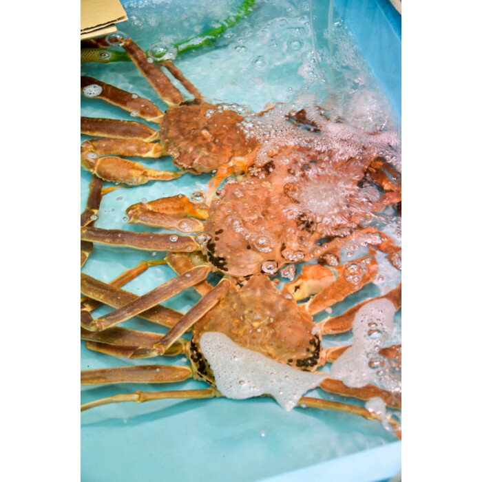 【ふるさと納税】662.ご自宅用 活訳あり松葉ガニ お任せ大満足の5kgセット【着日指定不可】※2025年11月上旬〜2026年3月下旬頃に順次発送予定