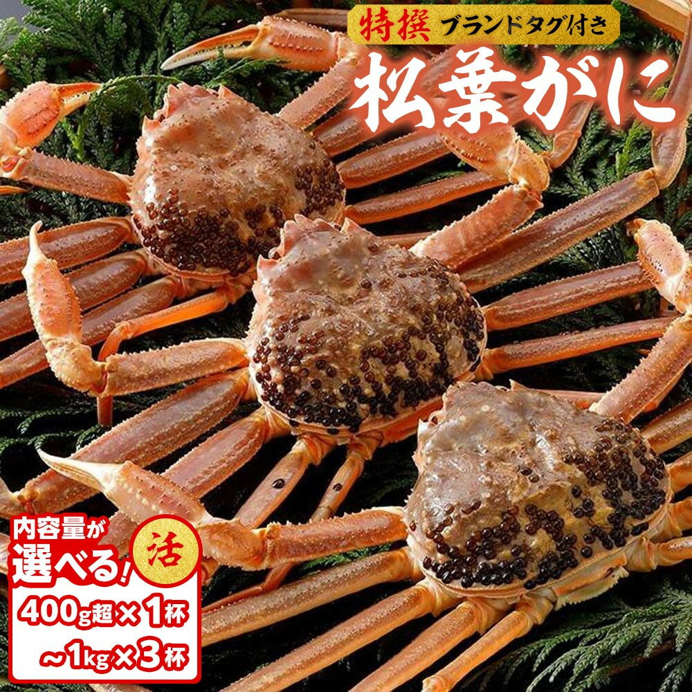 【ふるさと納税】内容量が選べる【活】≪2025年11月発送≫ 特撰 松葉がに【ブランドタグ付き】 400g超×1杯〜1kg×3杯 | 松葉ガニ 松葉がに かに ...