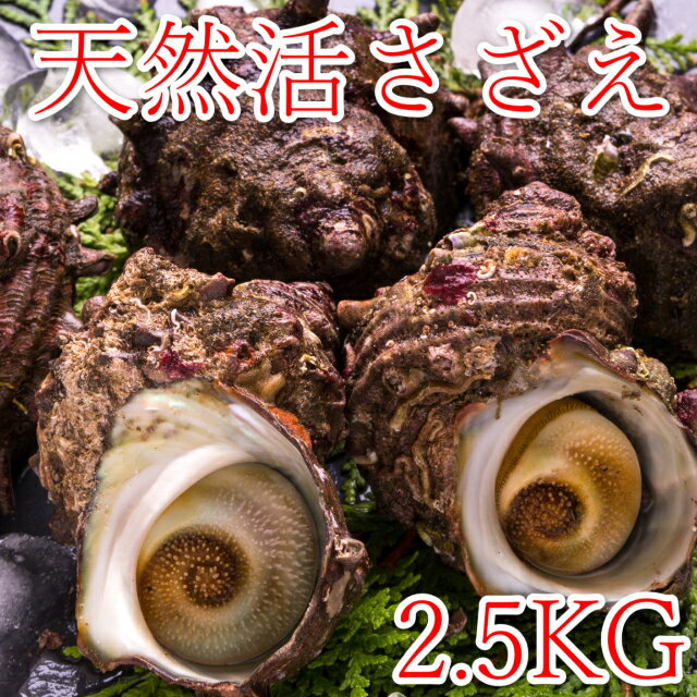 【ふるさと納税】【先行予約】鳥取県産 天然活サザエ 2.5kg (殻付き)※2024年7月上旬～8月上旬頃に順次発送予定