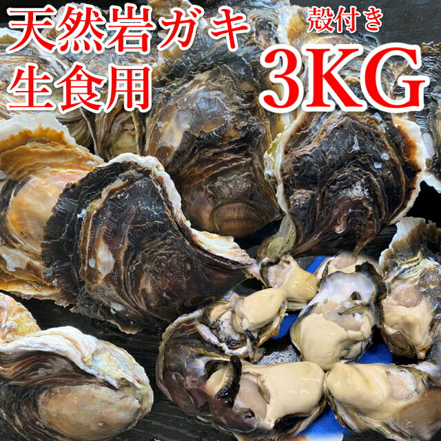 【ふるさと納税】【先行予約】天然岩ガキ　3Kg（殻付き）岩がき　牡蠣◇※2024年6月〜8月上旬頃に順次発送予定