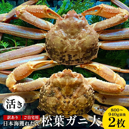 【先行予約】【活き】訳あり ご自宅用日本海獲れたて松葉ガニ 大　800〜940g前後　2枚◇ ≪かに カニ 蟹 ズワイガニ≫※2024年11月上旬～2025年3月上旬頃に順次発送予定