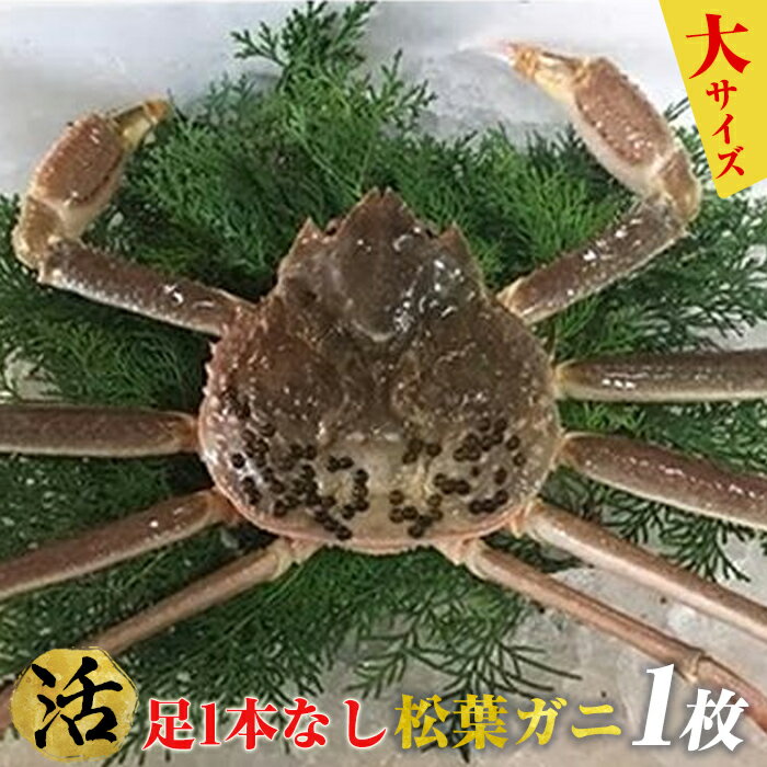 【ふるさと納税】鳥取県産　活足1本なし松葉ガニ大サイズ(700〜800g)【着日指定不可】※2022年11月～2023年3月に順次発送予定