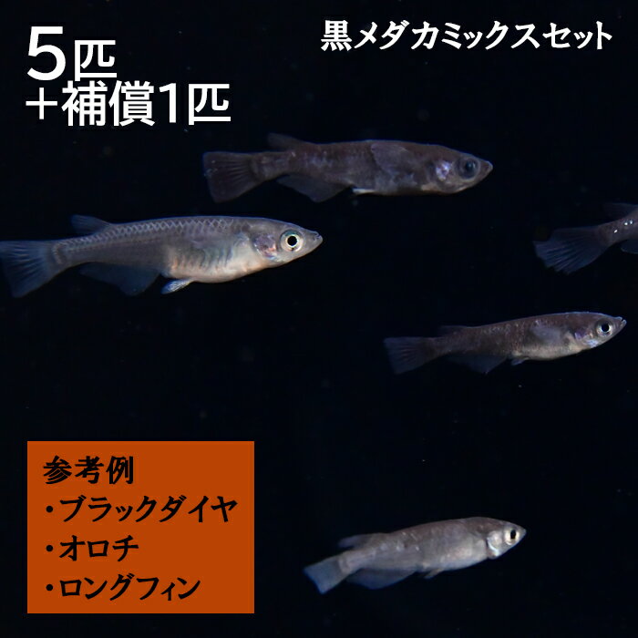 6位! 口コミ数「0件」評価「0」ME02：黒メダカミックスセット