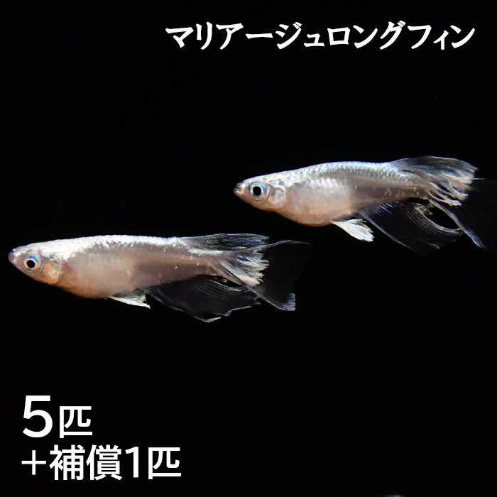 5位! 口コミ数「0件」評価「0」ME04：メダカ　マリアージュロングフィン