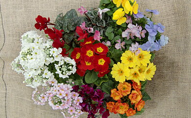 季節の花の詰め合わせ