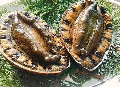 魚屋テルさんの本気 アワビ約400g