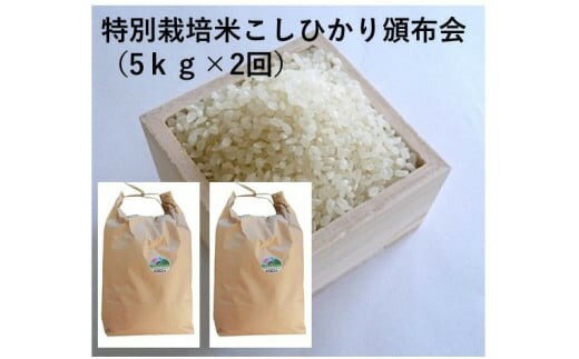 特別栽培米こしひかり頒布会(5kg×2回)令和5年産新米 お米 米 白米 鳥取県 鳥取県産 大山町 大山 お土産 返礼品 国産 お取り寄せ ご当地