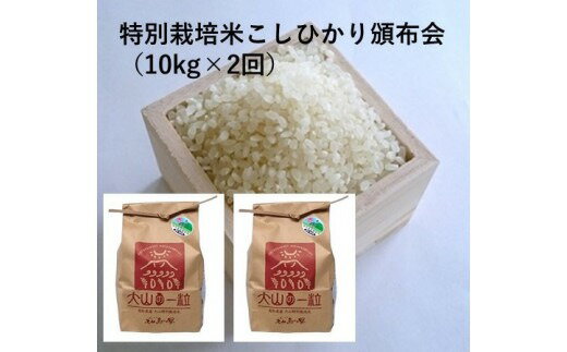 人気ランキング第45位「鳥取県大山町」口コミ数「0件」評価「0」MS-19　特別栽培米こしひかり頒布会（10kg×2回）令和5年産新米 お米 米 白米 鳥取県 鳥取県産 大山町 大山 お土産 返礼品 国産 お取り寄せ ご当地