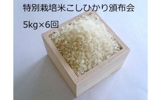 【ふるさと納税】MS-25　特別栽培米こしひかり頒布会（5kg×6回） お米 米 白...