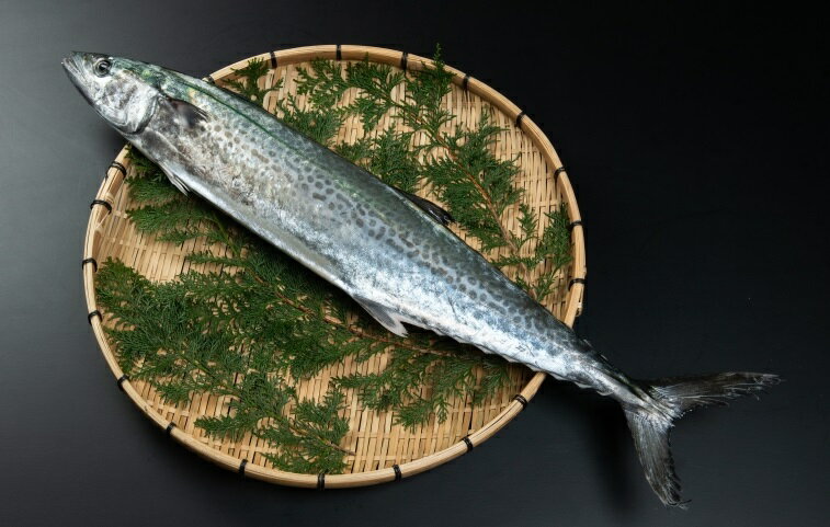 【ふるさと納税】OM-04 獲れたて鮮魚 サワラ約2kg(1匹)さわら 新鮮 獲れたて 鳥取県 鳥取県産 大山町 大山 お土産 返礼品 国産 お取り寄せ ご当地