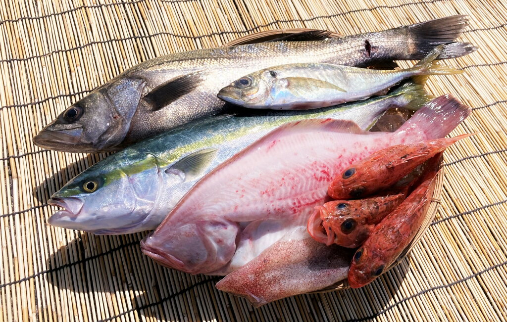 【ふるさと納税】みくりや季節の鮮魚セット 鳥取県 鳥取県産 
