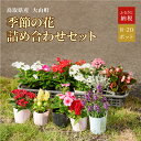 29位! 口コミ数「1件」評価「3」MS-80 季節の花の詰め合わせ セット 詰め合わせ フラワー 花苗 鳥取県 鳥取県産 大山町 大山 パンジー ビオラ