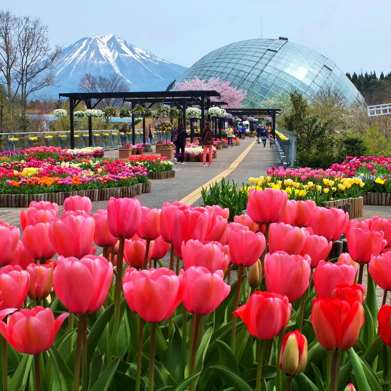 【ふるさと納税】とっとり花回廊ギフト入園券2枚 鳥取県南部町